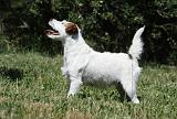 PARSON RUSSEL TERRIER 143